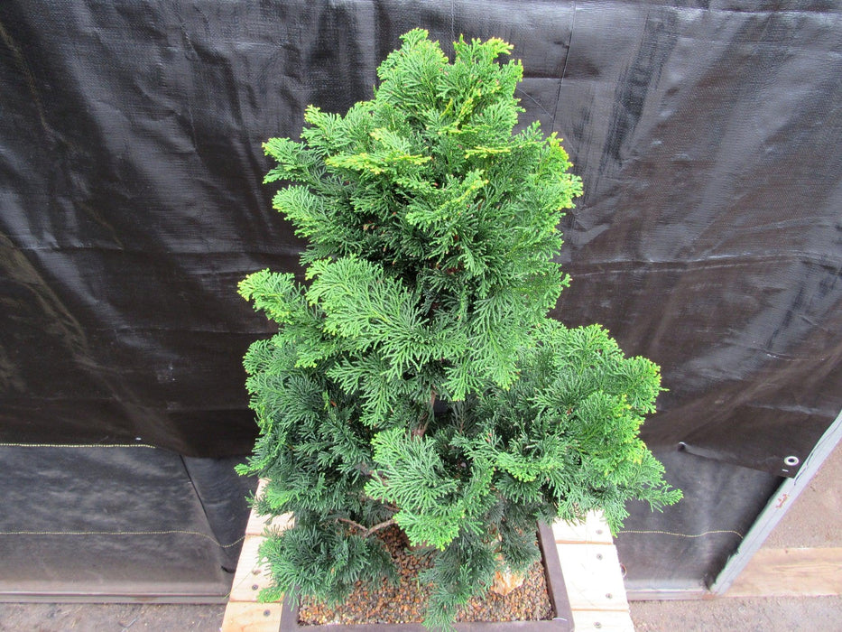 38 Year Old Hinoki Cypress Specimen Bonsai Tree Canopy