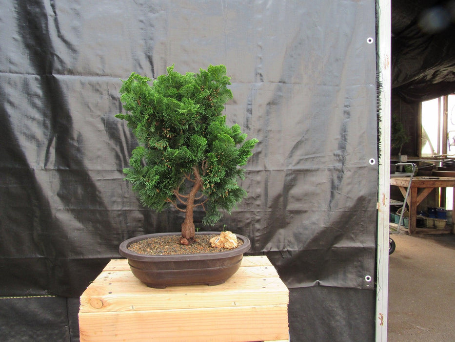 38 Year Old Hinoki Cypress Specimen Bonsai Tree Back