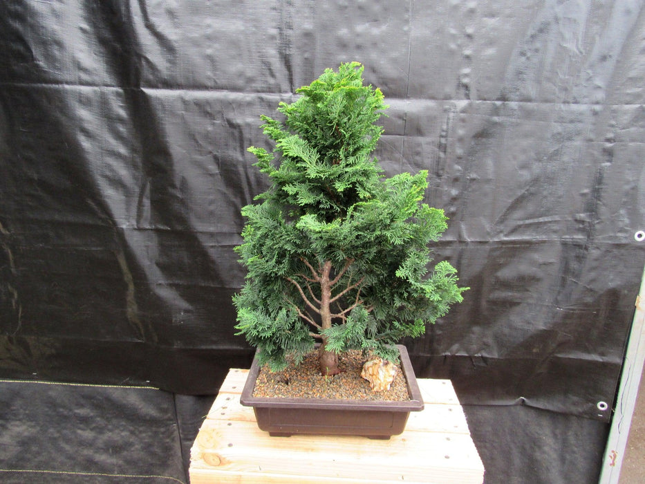 38 Year Old Hinoki Cypress Specimen Bonsai Tree Alt