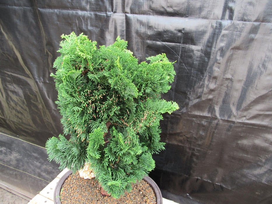 38 Year Old Hinoki Cypress Specimen Bonsai Tree Top