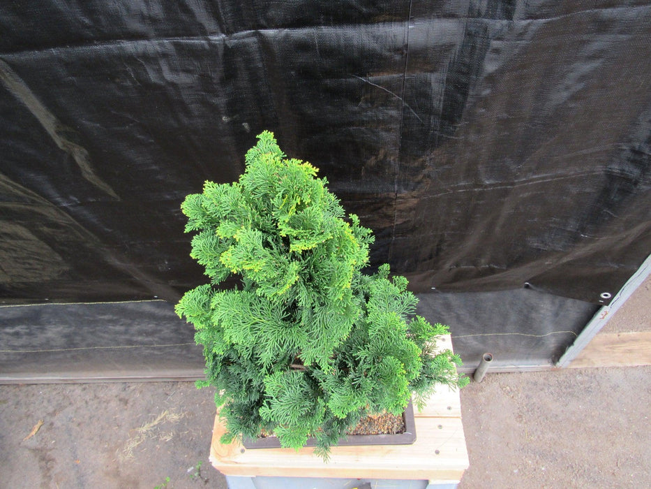 38 Year Old Hinoki Cypress Specimen Bonsai Tree Top