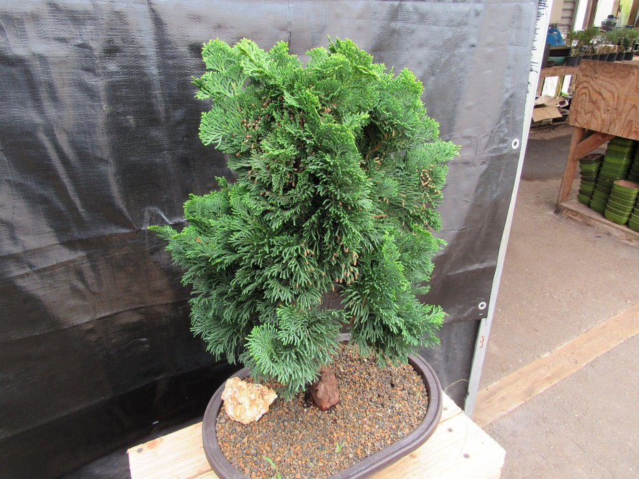 38 Year Old Hinoki Cypress Specimen Bonsai Tree Canopy