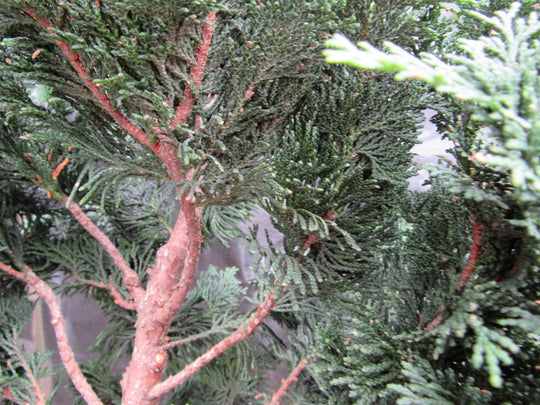 38 Year Old Hinoki Cypress Specimen Bonsai Tree