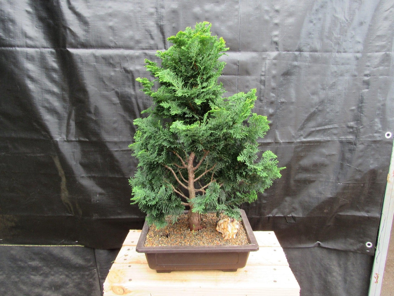 38 Year Old Hinoki Cypress Specimen Bonsai Tree