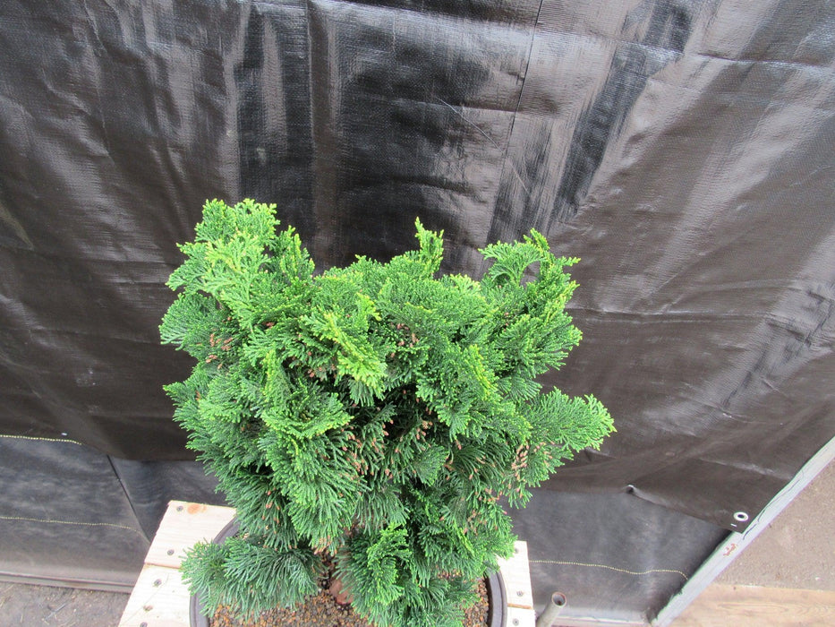 38 Year Old Hinoki Cypress Specimen Bonsai Tree Foliage