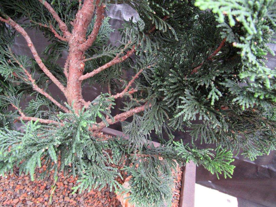38 Year Old Hinoki Cypress Specimen Bonsai Tree Bark