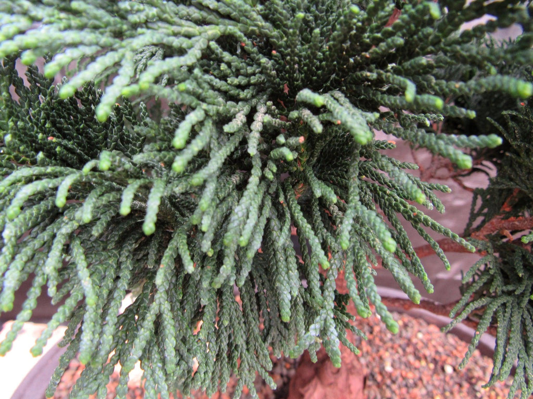 38 Year Old Hinoki Cypress Specimen Bonsai Tree Leaves