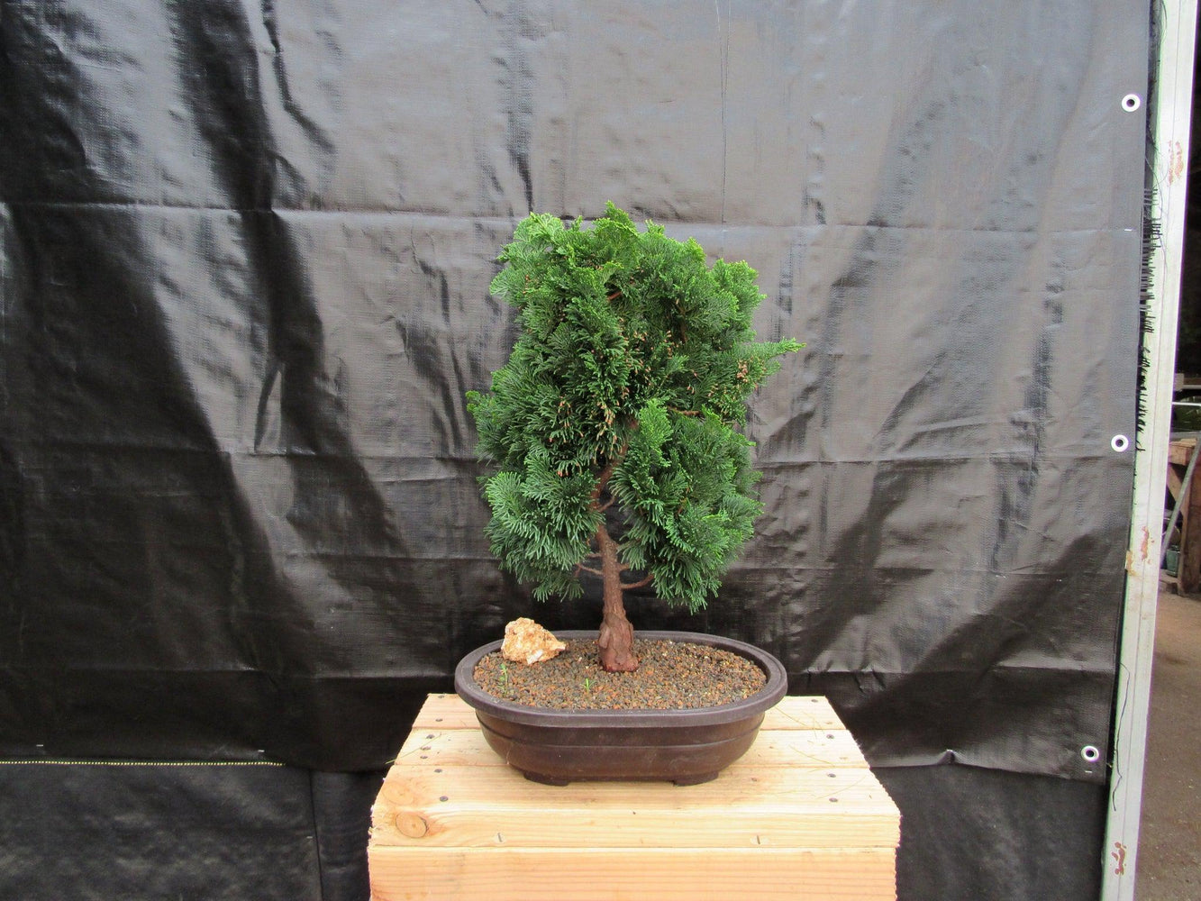 38 Year Old Hinoki Cypress Specimen Bonsai Tree