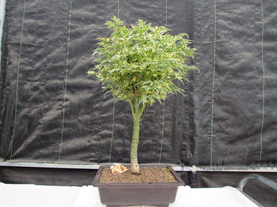 38 Japanese Butterfly Maple Specimen Bonsai Tree Back