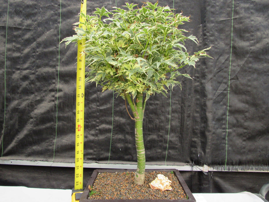 38 Japanese Butterfly Maple Specimen Bonsai Tree Height