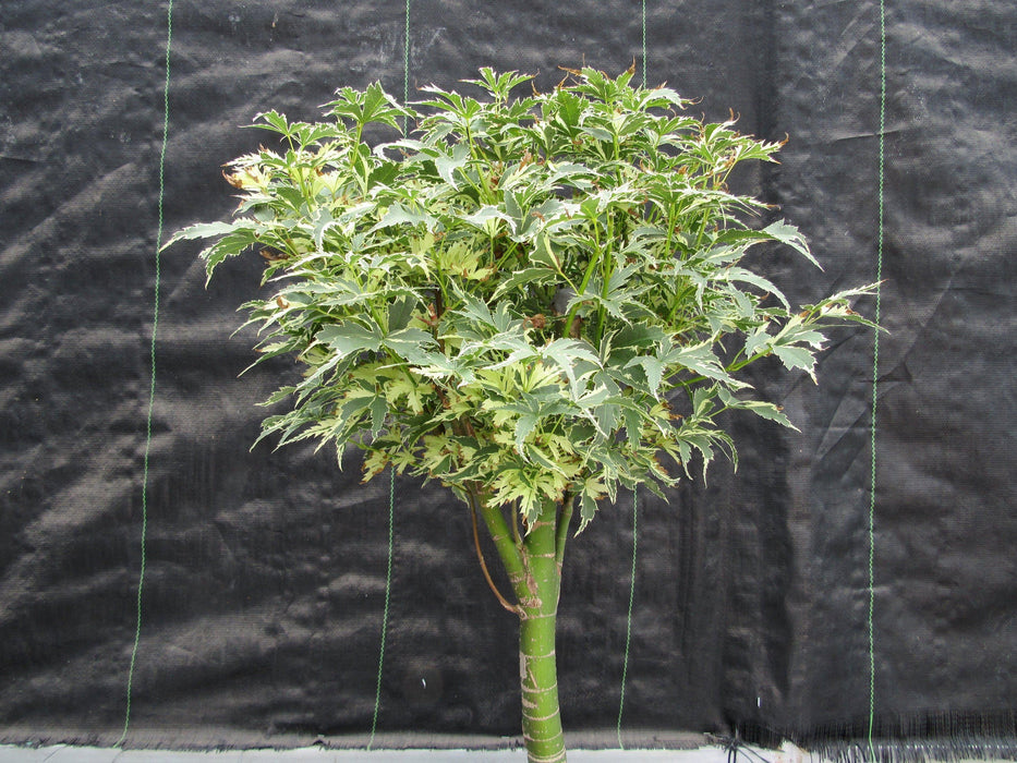 38 Japanese Butterfly Maple Specimen Bonsai Tree Canopy