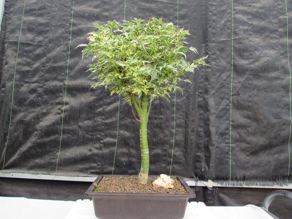 38 Japanese Butterfly Maple Specimen Bonsai Tree