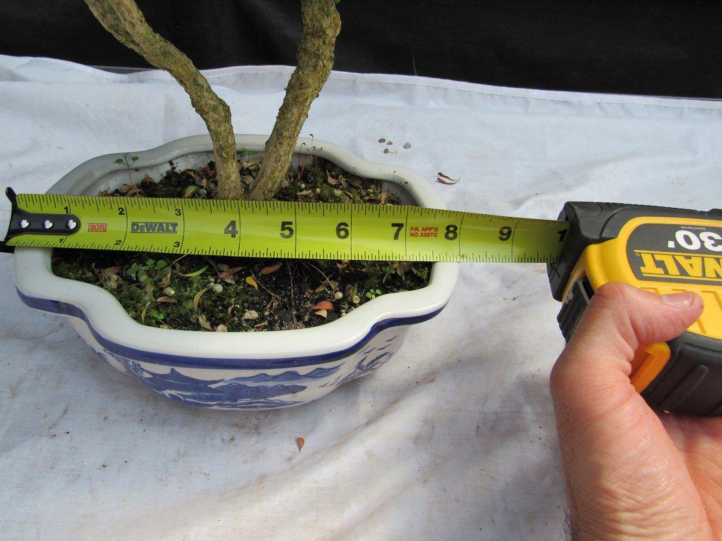 38 Year Old Japanese Kingsville Boxwood Specimen Bonsai Tree Size