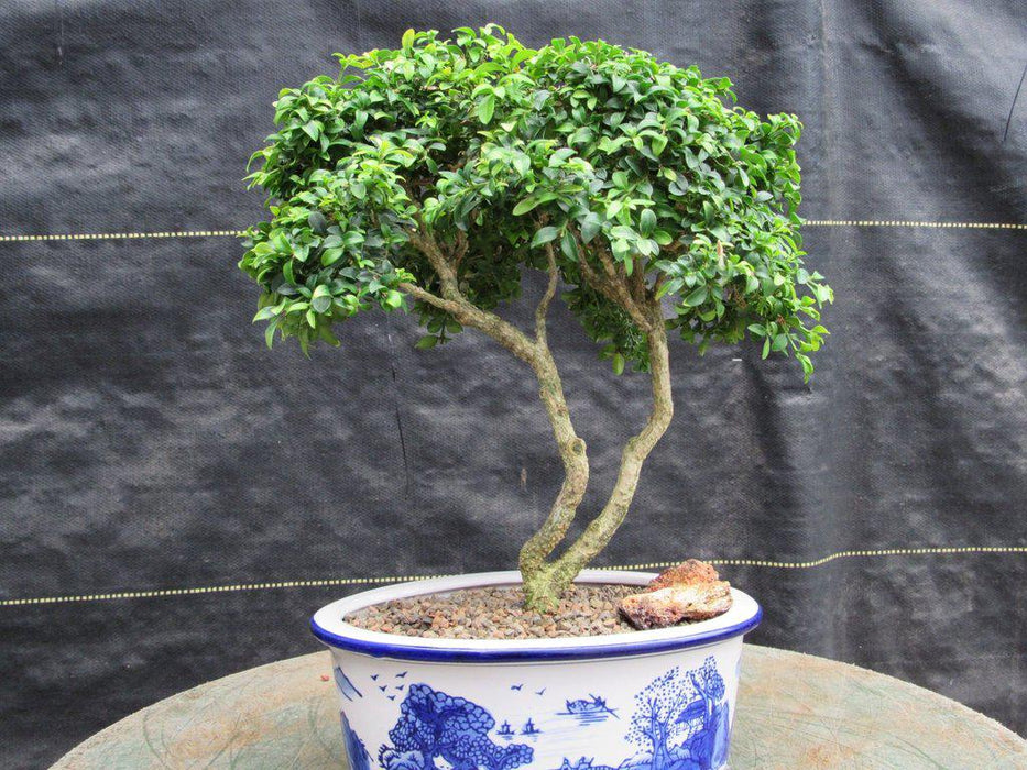 38 Year Old Japanese Kingsville Boxwood Specimen Bonsai Tree Front