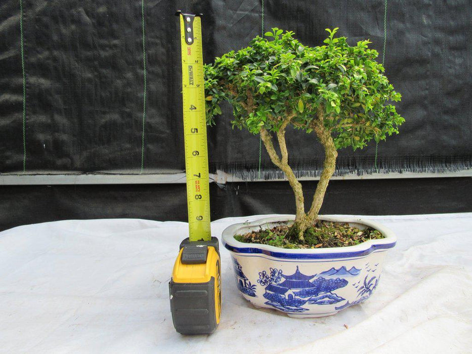 38 Year Old Japanese Kingsville Boxwood Specimen Bonsai Tree Height