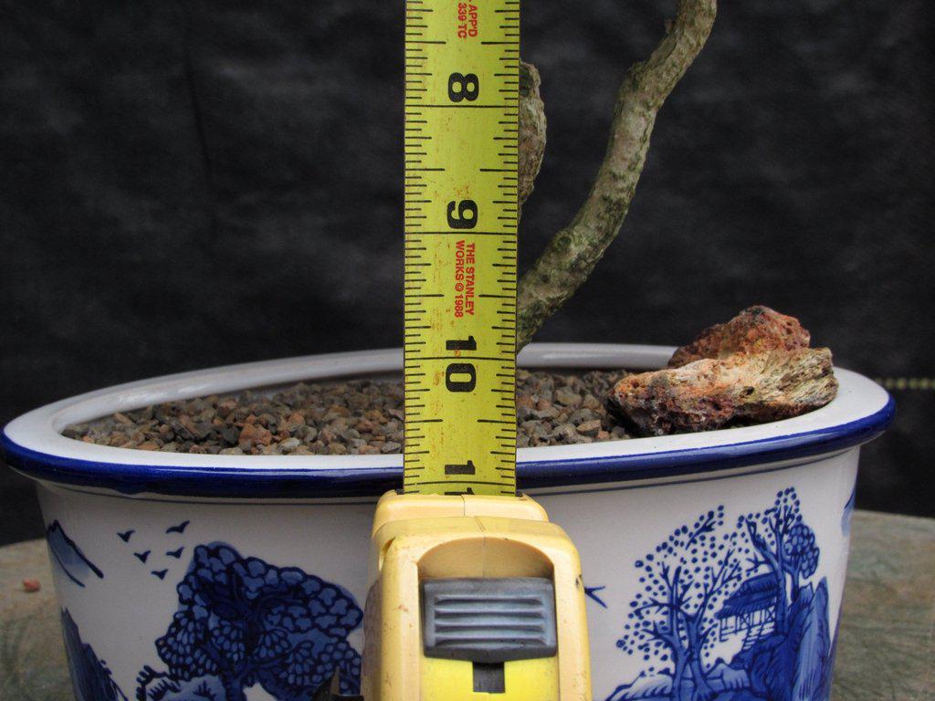 38 Year Old Japanese Kingsville Boxwood Specimen Bonsai Tree Size