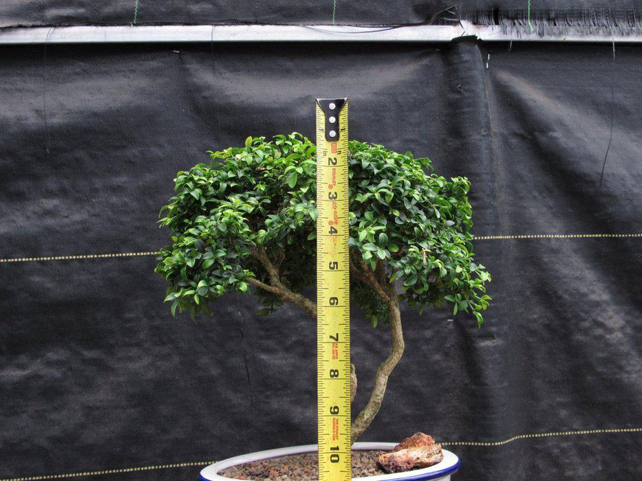 38 Year Old Japanese Kingsville Boxwood Specimen Bonsai Tree Height Closeup