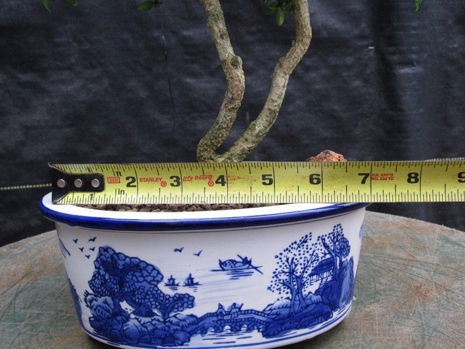 38 Year Old Japanese Kingsville Boxwood Specimen Bonsai Tree Width