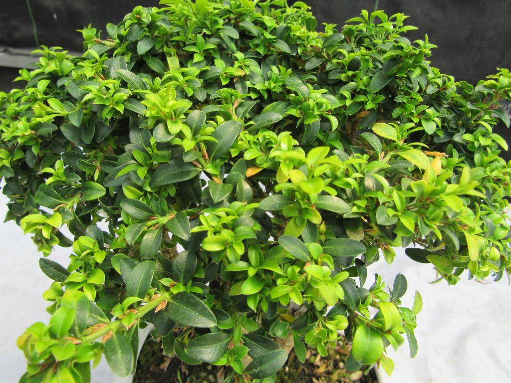 38 Year Old Japanese Kingsville Boxwood Specimen Bonsai Tree Canopy