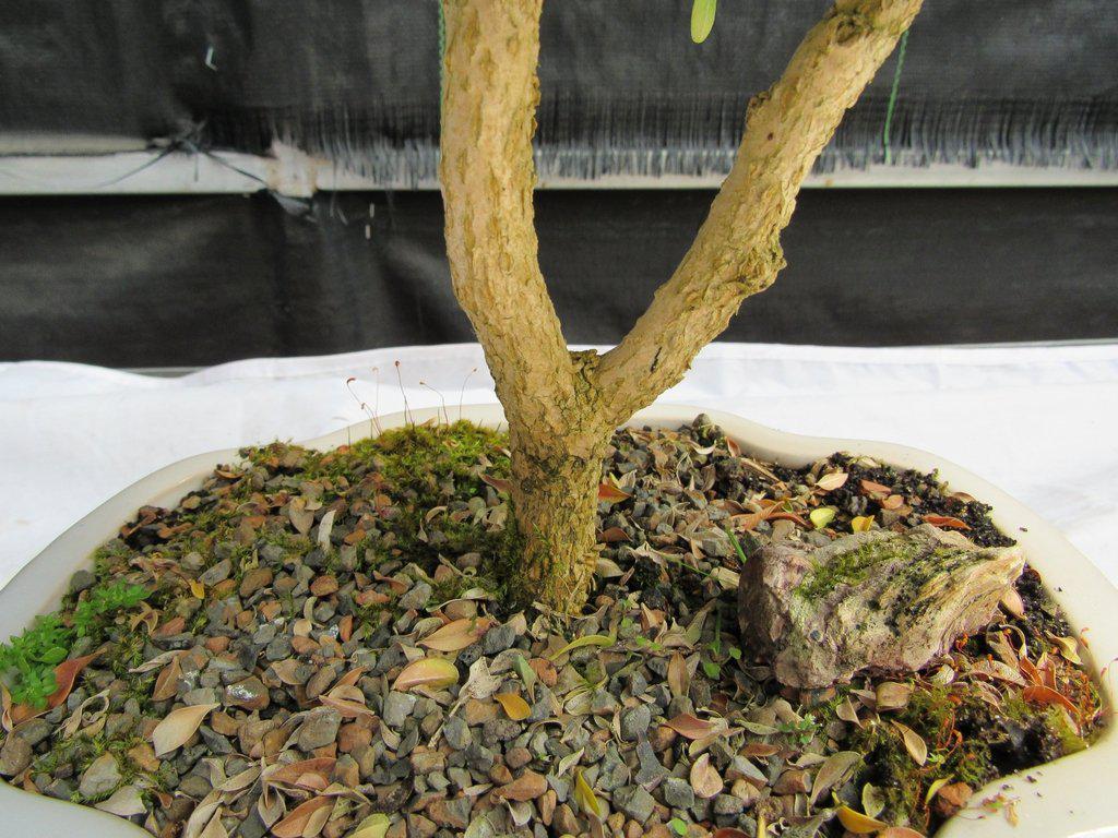 38 Year Old Japanese Kingsville Boxwood Specimen Bonsai Tree Split Trunk