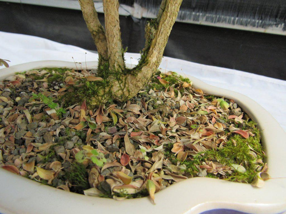 38 Year Old Japanese Kingsville Boxwood Specimen Bonsai Tree Three Trunks