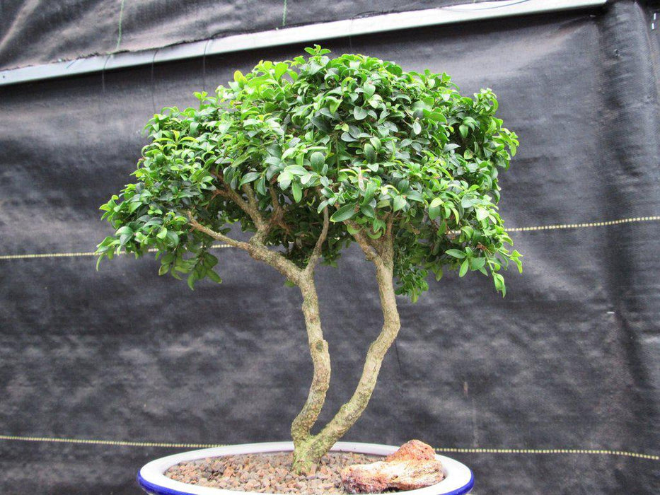 38 Year Old Japanese Kingsville Boxwood Specimen Bonsai Tree Profile