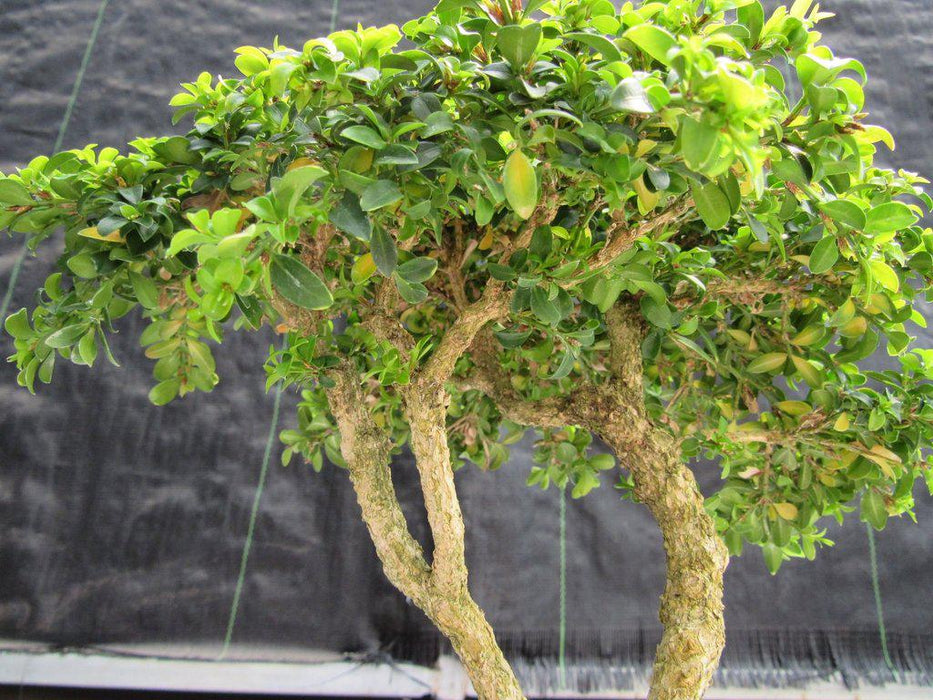 38 Year Old Japanese Kingsville Boxwood Specimen Bonsai Tree Leaves