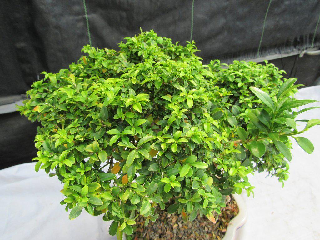 38 Year Old Japanese Kingsville Boxwood Specimen Bonsai Tree Canopy