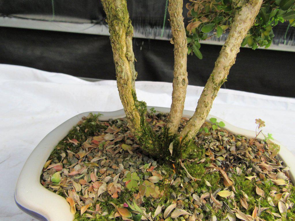 38 Year Old Japanese Kingsville Boxwood Specimen Bonsai Tree Moss