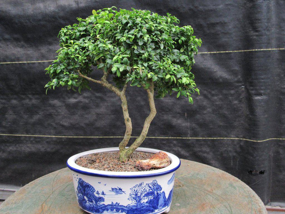 38 Year Old Japanese Kingsville Boxwood Specimen Bonsai Tree Side