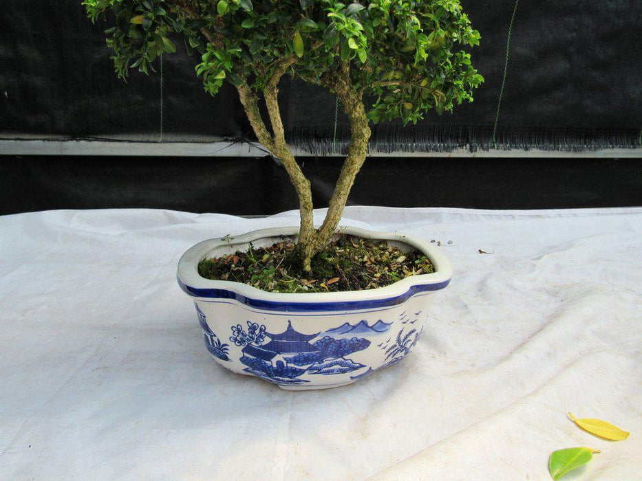 38 Year Old Japanese Kingsville Boxwood Specimen Bonsai Tree Split Trunk