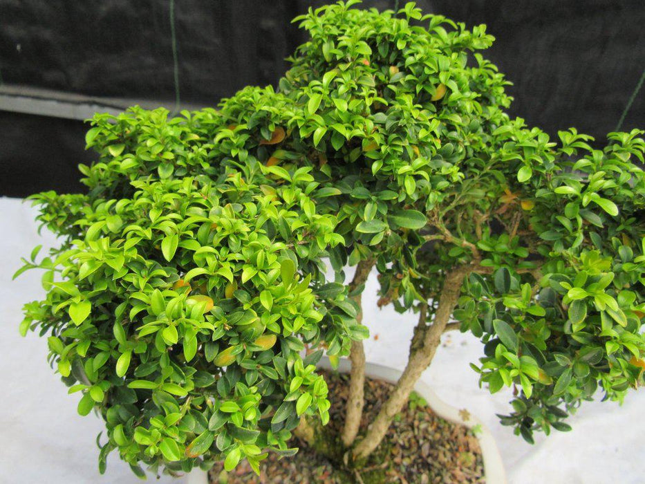 38 Year Old Japanese Kingsville Boxwood Specimen Bonsai Tree Canopy