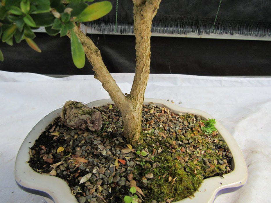 38 Year Old Japanese Kingsville Boxwood Specimen Bonsai Tree Bark