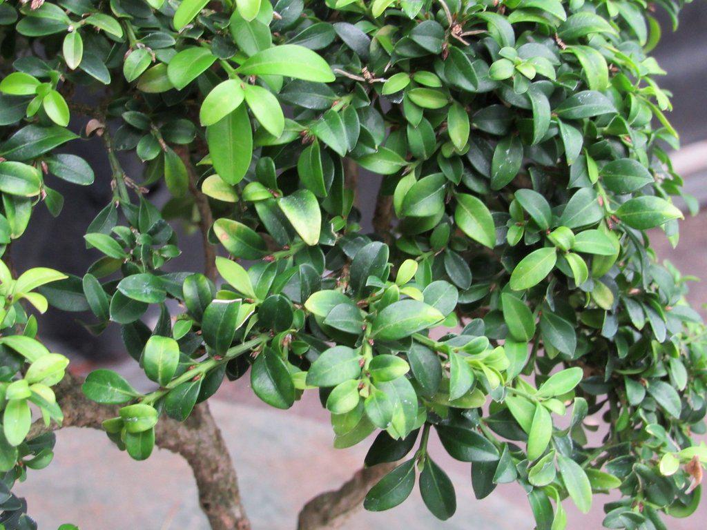 38 Year Old Japanese Kingsville Boxwood Specimen Bonsai Tree Foliage