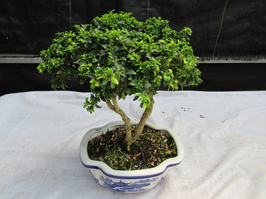 38 Year Old Japanese Kingsville Boxwood Specimen Bonsai Tree