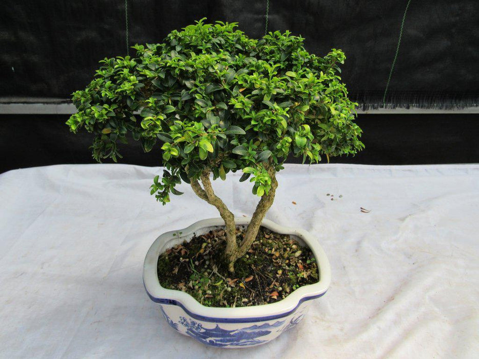 38 Year Old Japanese Kingsville Boxwood Specimen Bonsai Tree Porfile