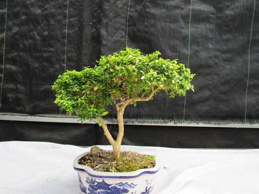 38 Year Old Japanese Kingsville Boxwood Specimen Bonsai Tree Profile