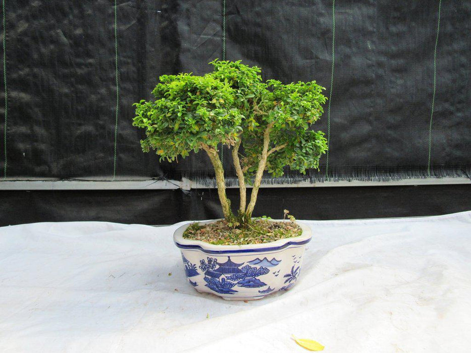 38 Year Old Japanese Kingsville Boxwood Specimen Bonsai Tree Profile
