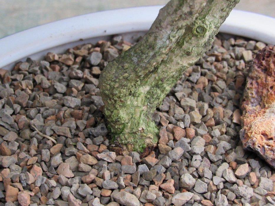 38 Year Old Japanese Kingsville Boxwood Specimen Bonsai Tree Trunk