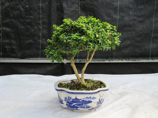 japanese kingsville boxwood bonsai tree 38 Year Old Japanese Kingsville Boxwood Specimen Bonsai Tree
