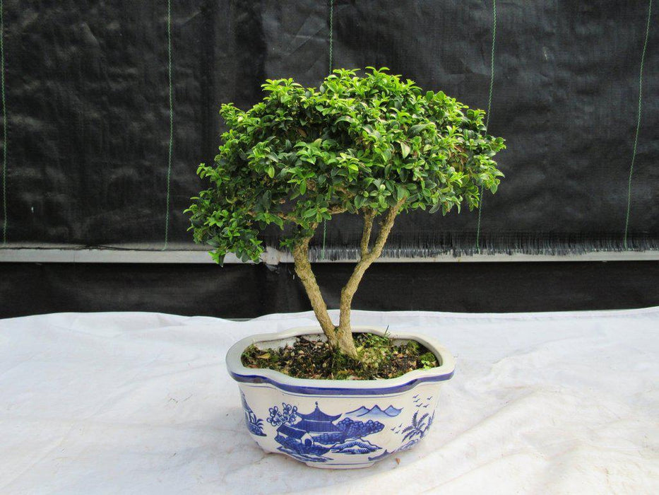 38 Year Old Japanese Kingsville Boxwood Specimen Bonsai Tree Back