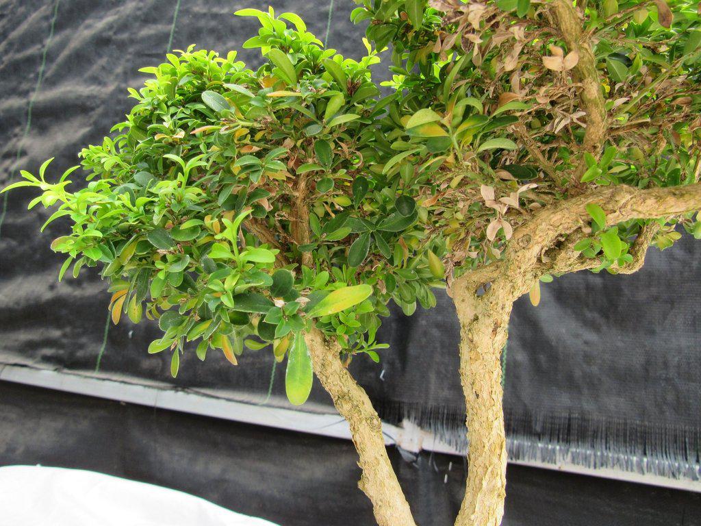 38 Year Old Japanese Kingsville Boxwood Specimen Bonsai Tree Foliage
