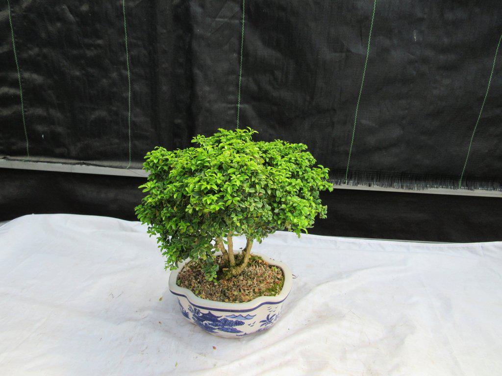 38 Year Old Japanese Kingsville Boxwood Specimen Bonsai Tree Top