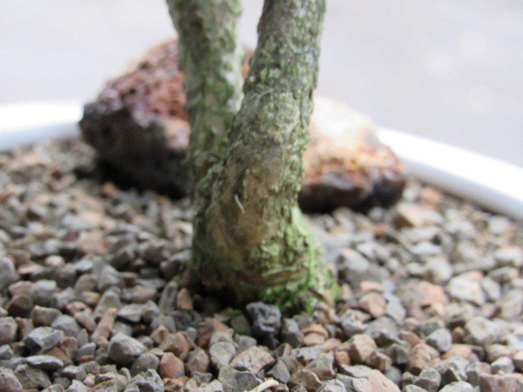 38 Year Old Japanese Kingsville Boxwood Specimen Bonsai Tree Bark