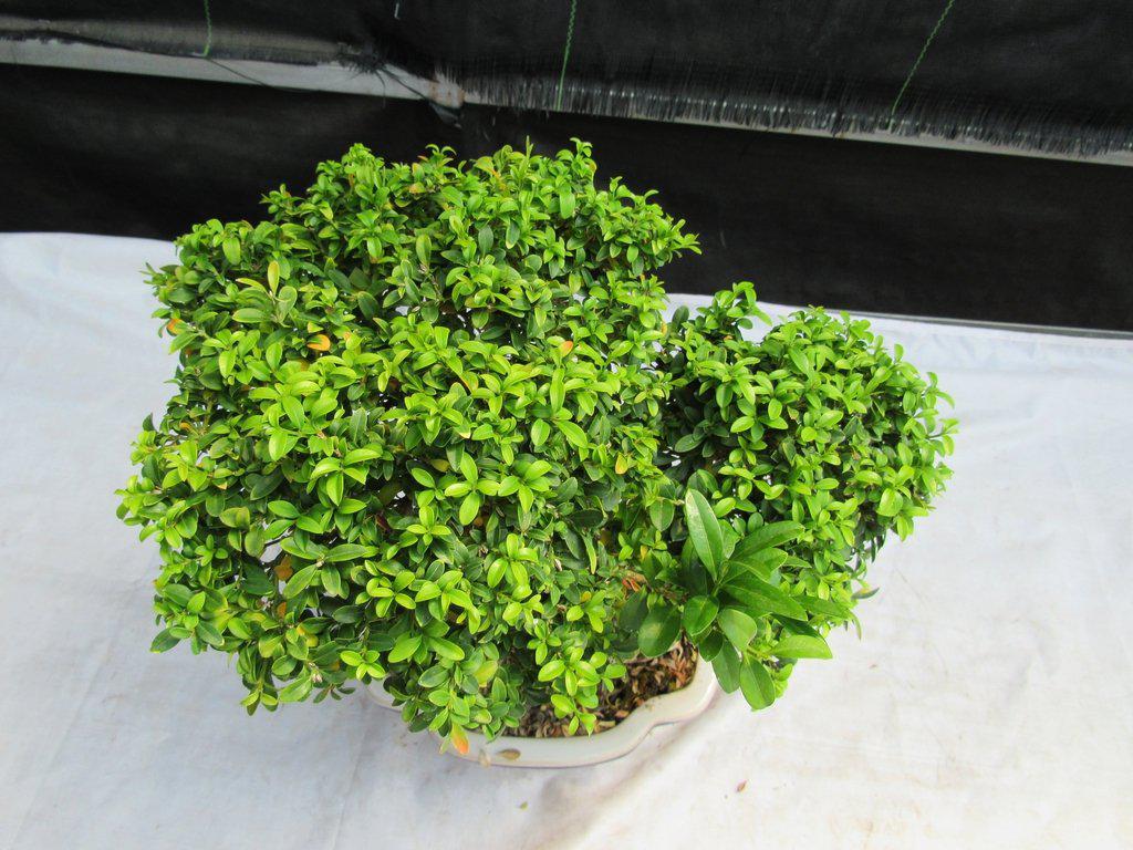 38 Year Old Japanese Kingsville Boxwood Specimen Bonsai Tree Top