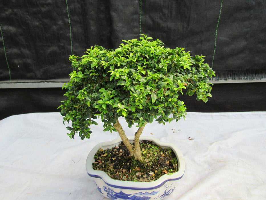 38 Year Old Japanese Kingsville Boxwood Specimen Bonsai Tree Top