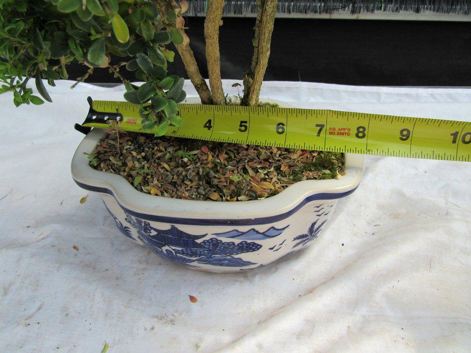 38 Year Old Japanese Kingsville Boxwood Specimen Bonsai Tree Size