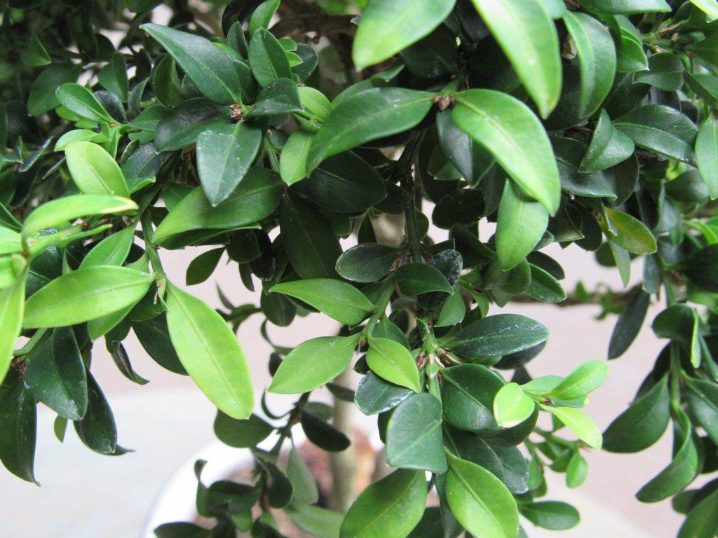 38 Year Old Japanese Kingsville Boxwood Specimen Bonsai Tree Leaves