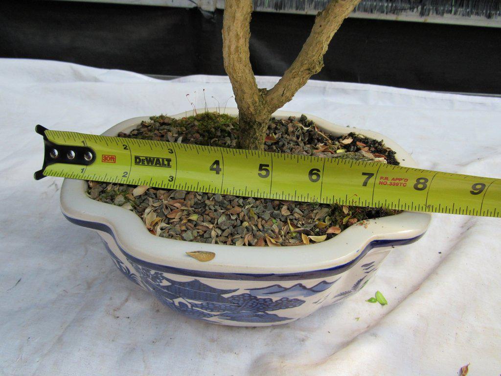 38 Year Old Japanese Kingsville Boxwood Specimen Bonsai Tree Size
