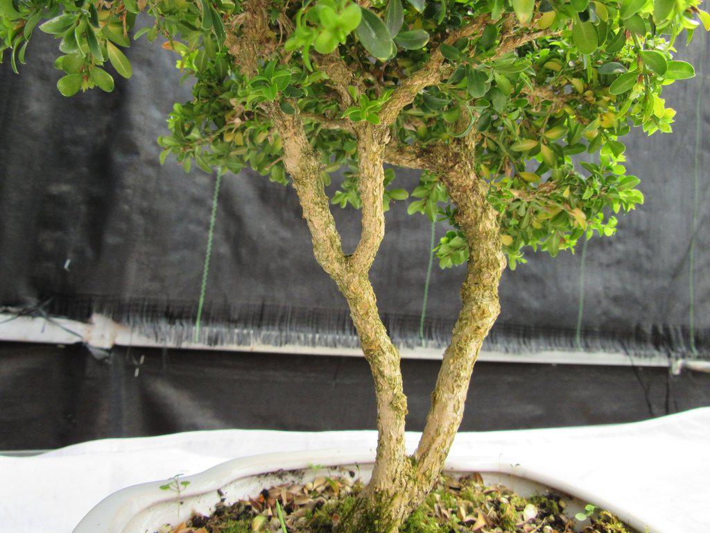 38 Year Old Japanese Kingsville Boxwood Specimen Bonsai Tree Bark